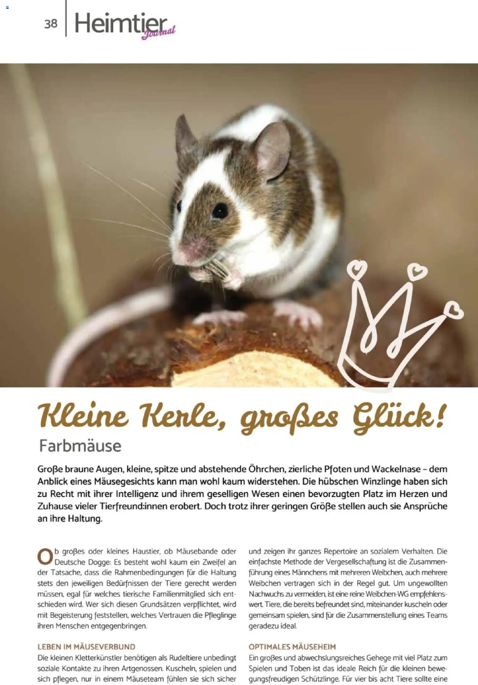 zookauf Heimtier Journal – gültig ab 01.04.2026 | Seite: 38