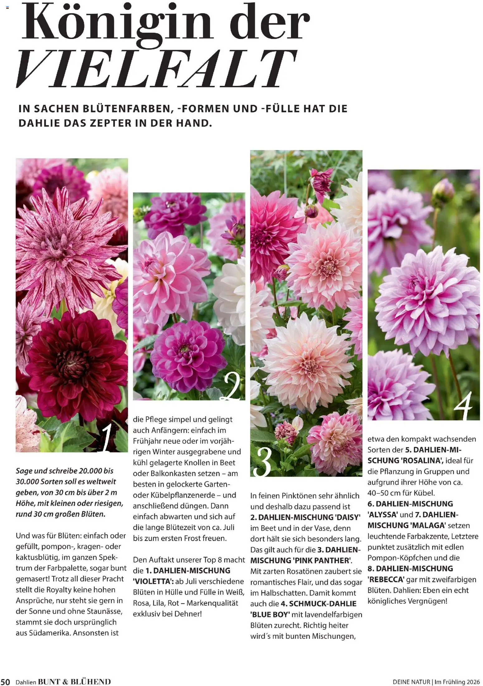 Dehner Flugblatt gültig ab 05.03.2026 | Seite: 50 | Produkte: Hülle