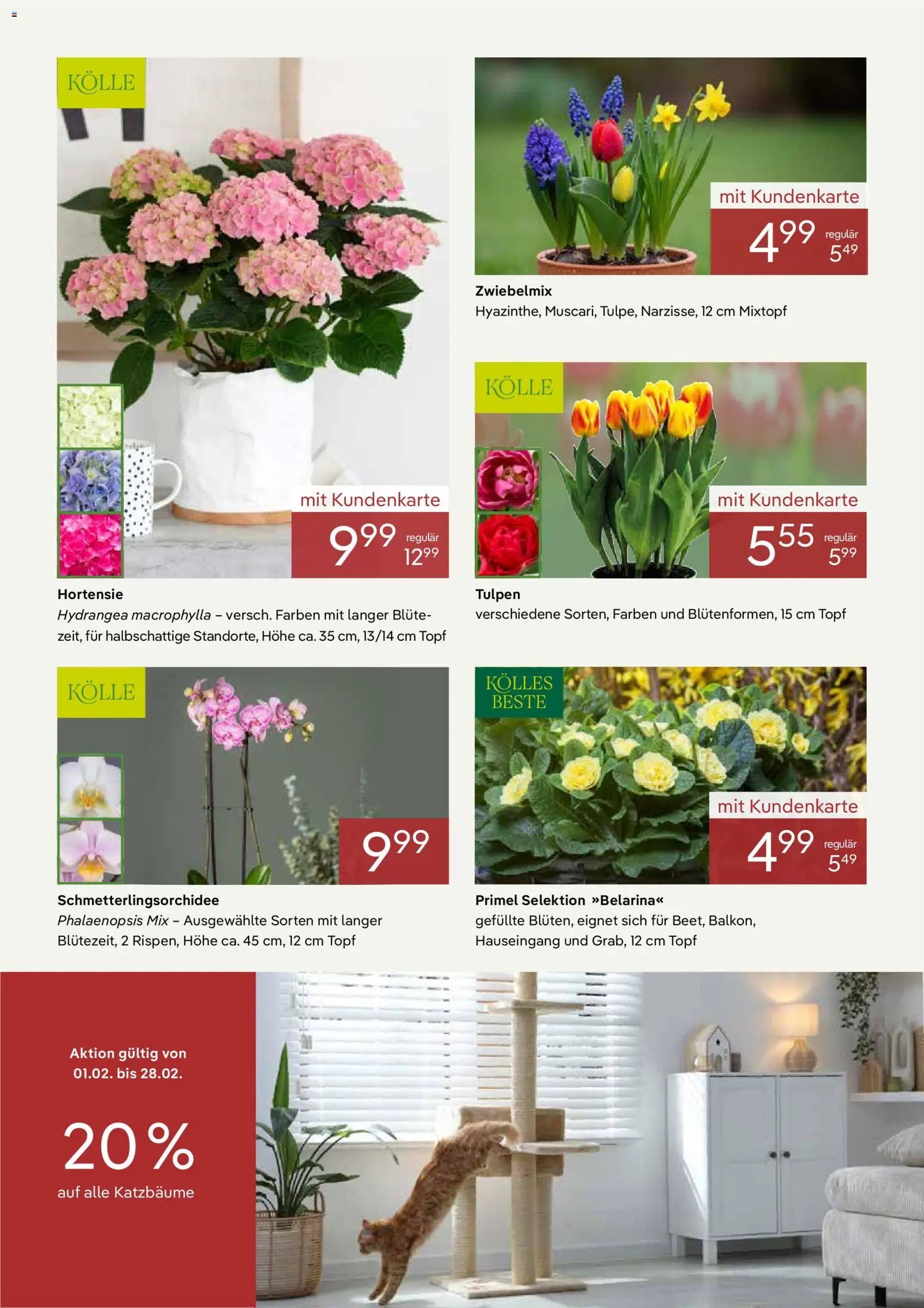 Pflanzen-Kölle Prospekt 	 – gültig ab 01.02.2026 | Seite: 2 | Produkte: Hortensie