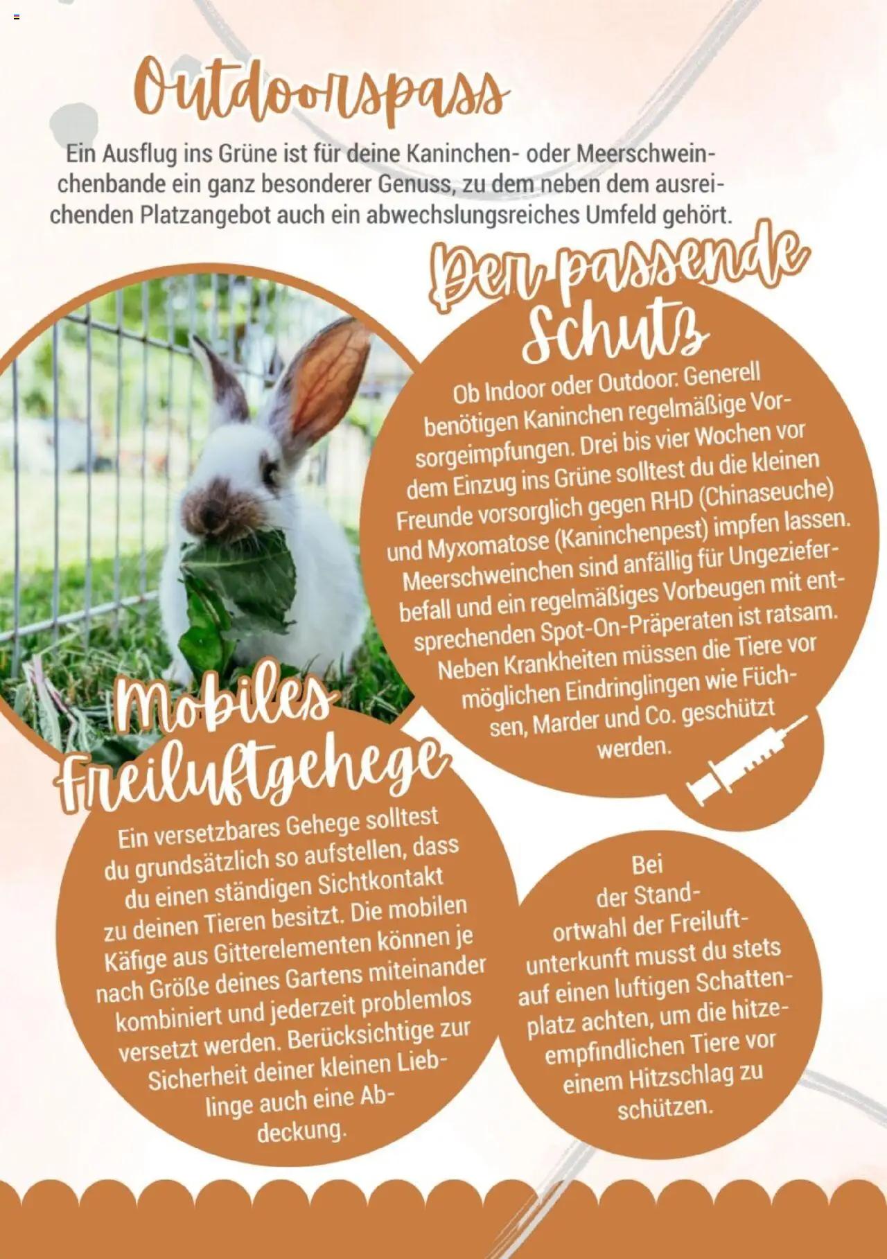 zookauf Kleintier Fibel - gültig ab dem 05.06.2025 | Seite: 14 | Produkte: Kaninchen