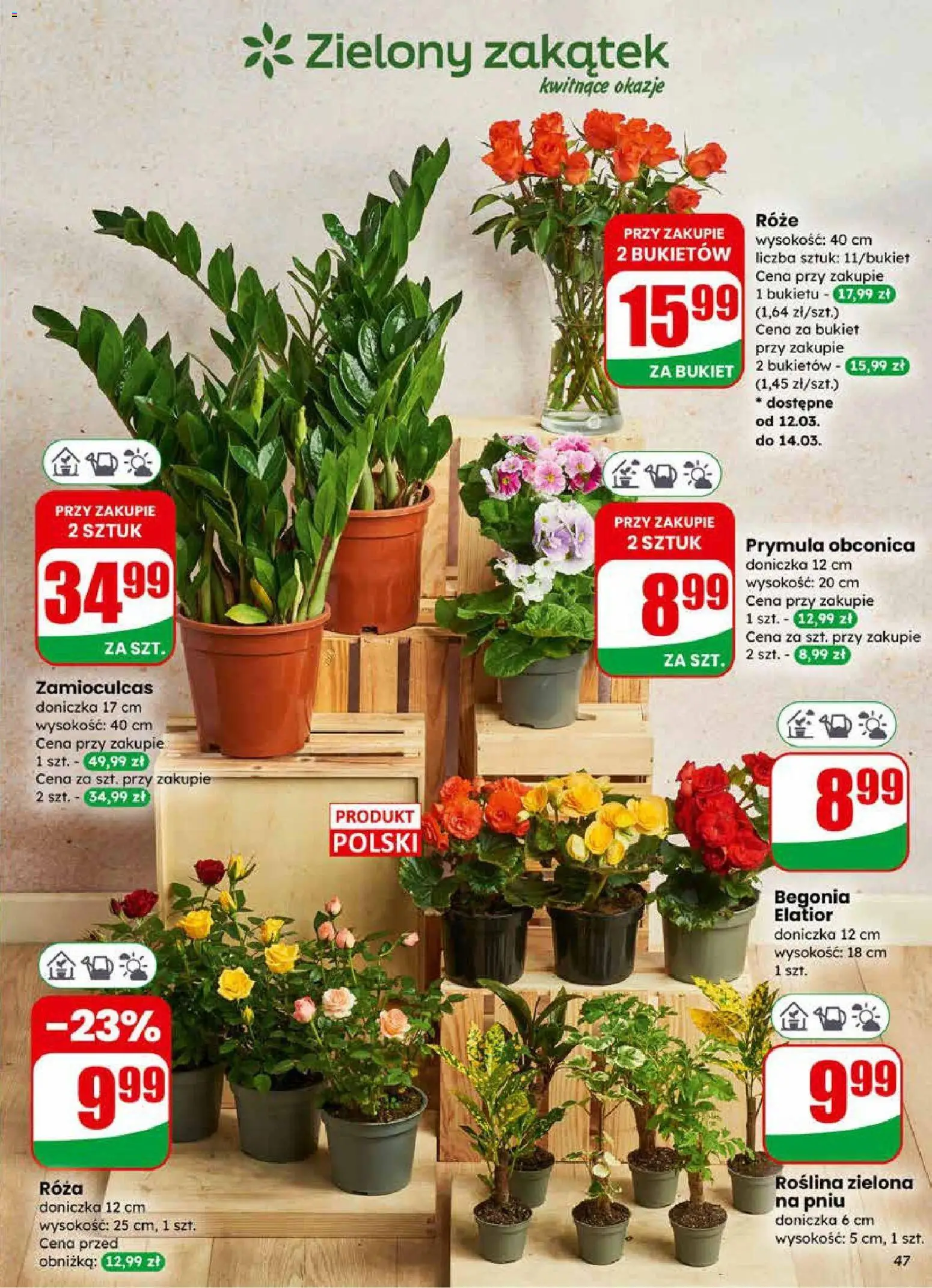 Dino gazetka od 11.03.2026 | Strona: 47 | Produkty: Doniczka, Zamioculcas