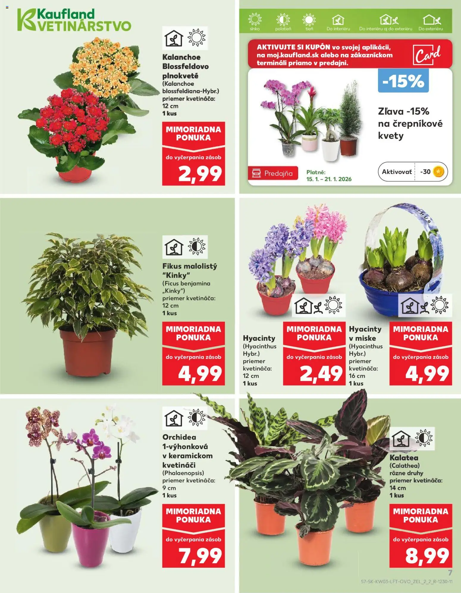 Nové Kaufland akcie – leták je platný od 15.01.2026 | Strana: 7 | Produkty: Kvety, Orchidea