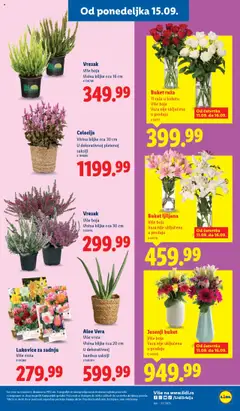Lidl katalog - važi od 11.09.2025 | Strana: 25 | Proizvode: Vaza