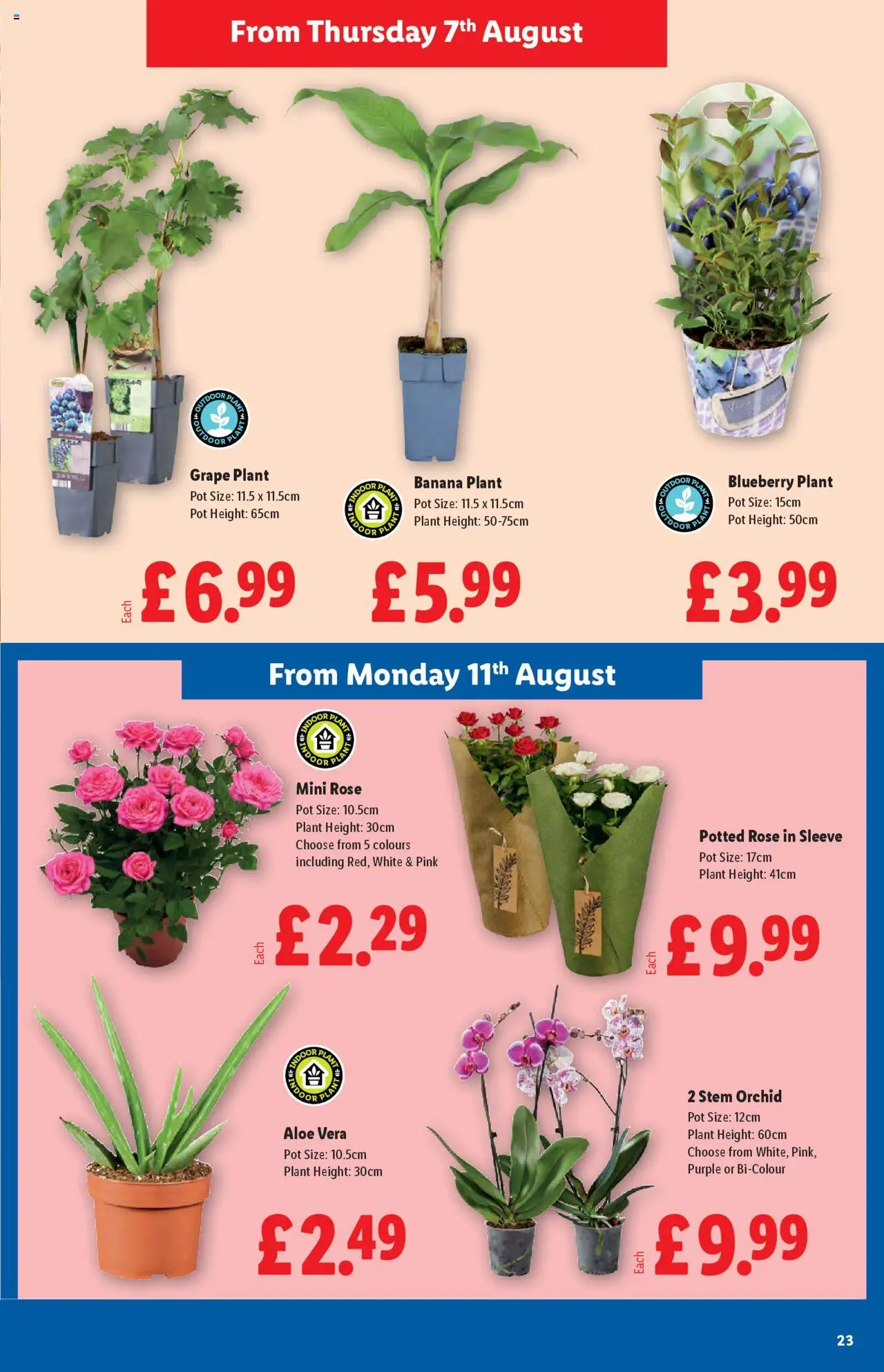  | Page: 23 | Products: Pot, Grape, Aloe vera plant, Blueberry