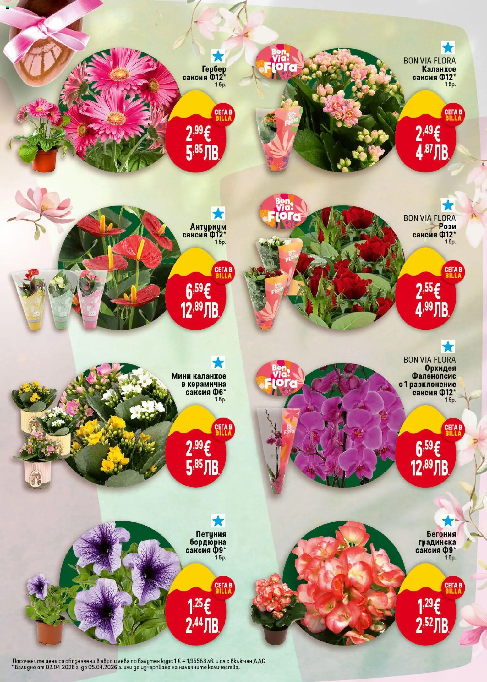 {H1} | Страница: 5 | Продукти: Орхидея, Саксия