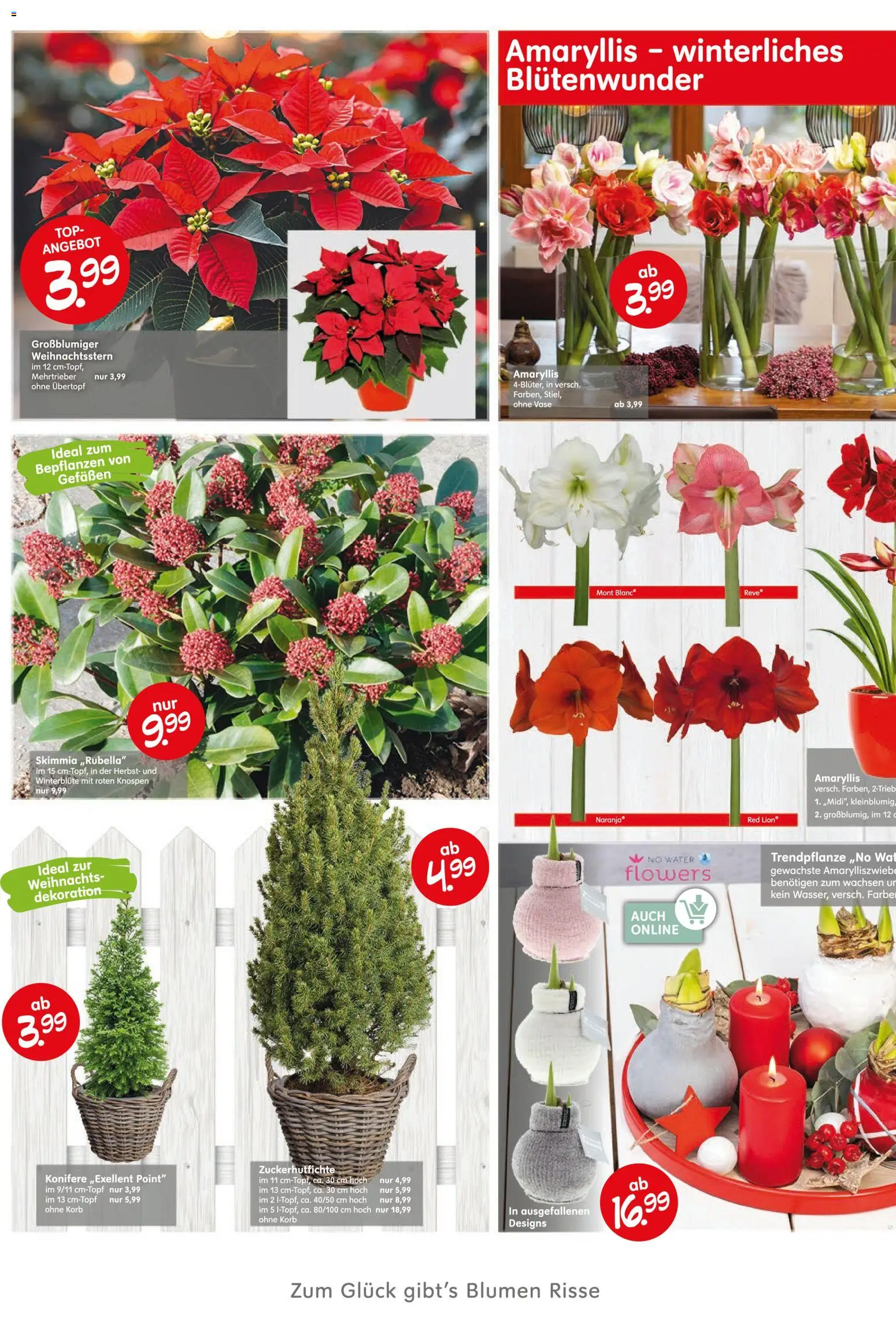 Blumen Risse Prospekt Gartencenter – gültig ab 13.11.2025 | Seite: 4 | Produkte: Top, Korb, Blumen, Vase