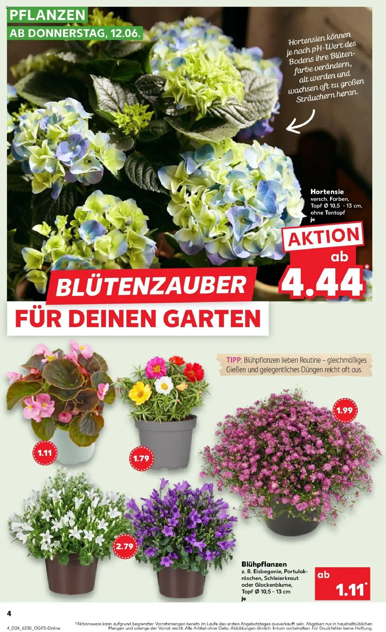 Kaufland prospekt Stadthagen	 - gültig ab dem 16.06.2025 | Seite: 19 | Produkte: Hortensie