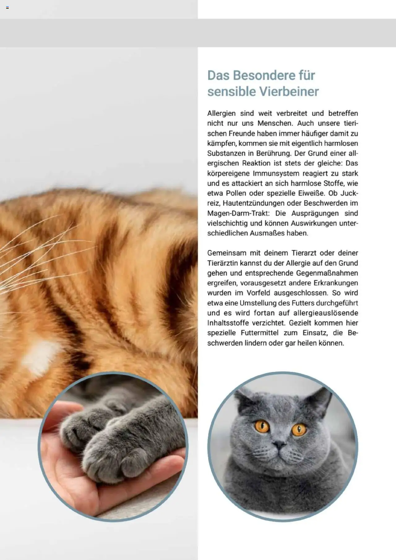 zookauf Themenkatalog Katze – gültig ab 01.10.2025 | Seite: 23