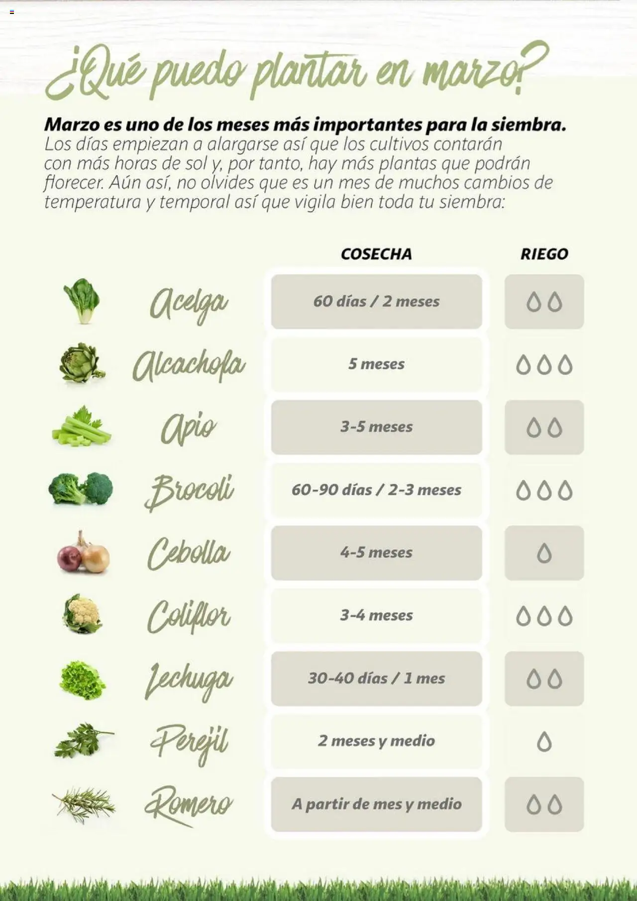 Alcampo - Jardín │ válido desde el 11.02.2025 | Página: 3