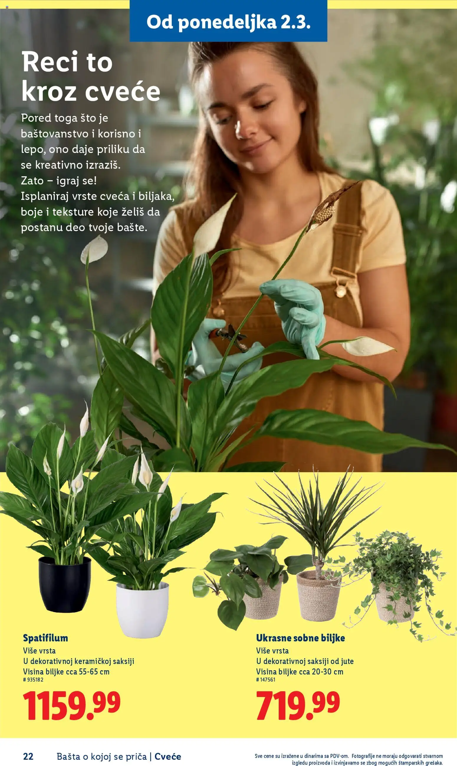 Lidl katalog - važi od 26.02.2026 | Strana: 22 | Proizvode: Sto, Sobne biljke, Cvece