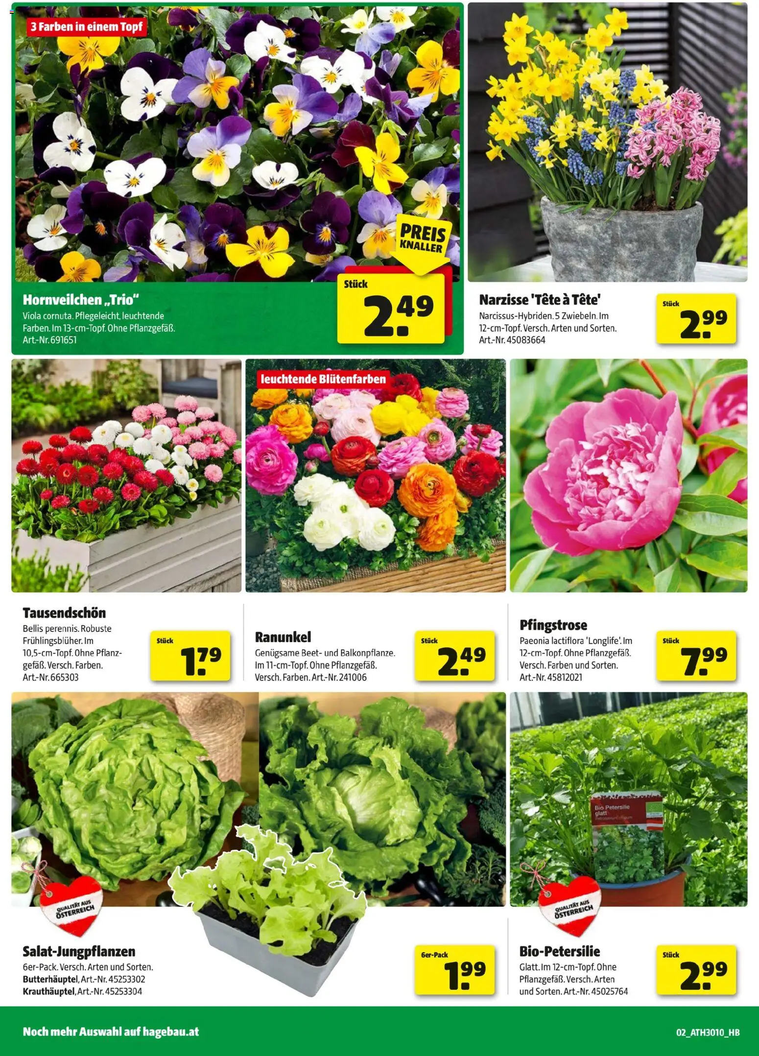 Hagebau Flugblatt gültig ab 24.02.2026 | Seite: 2 | Produkte: Petersilie