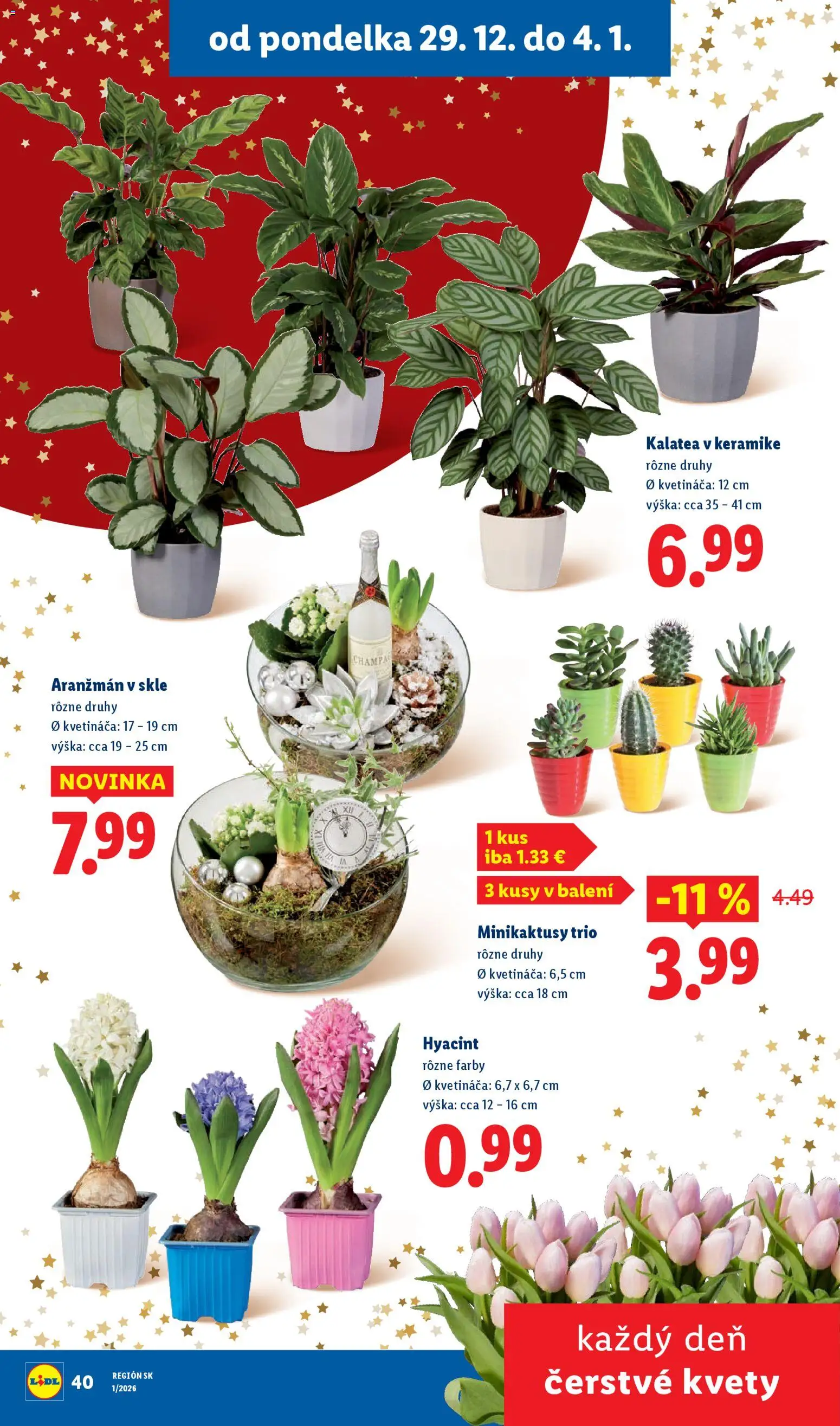 Nové Lidl akcie – leták je platný od 02.01.2026 | Strana: 41 | Produkty: Kvety