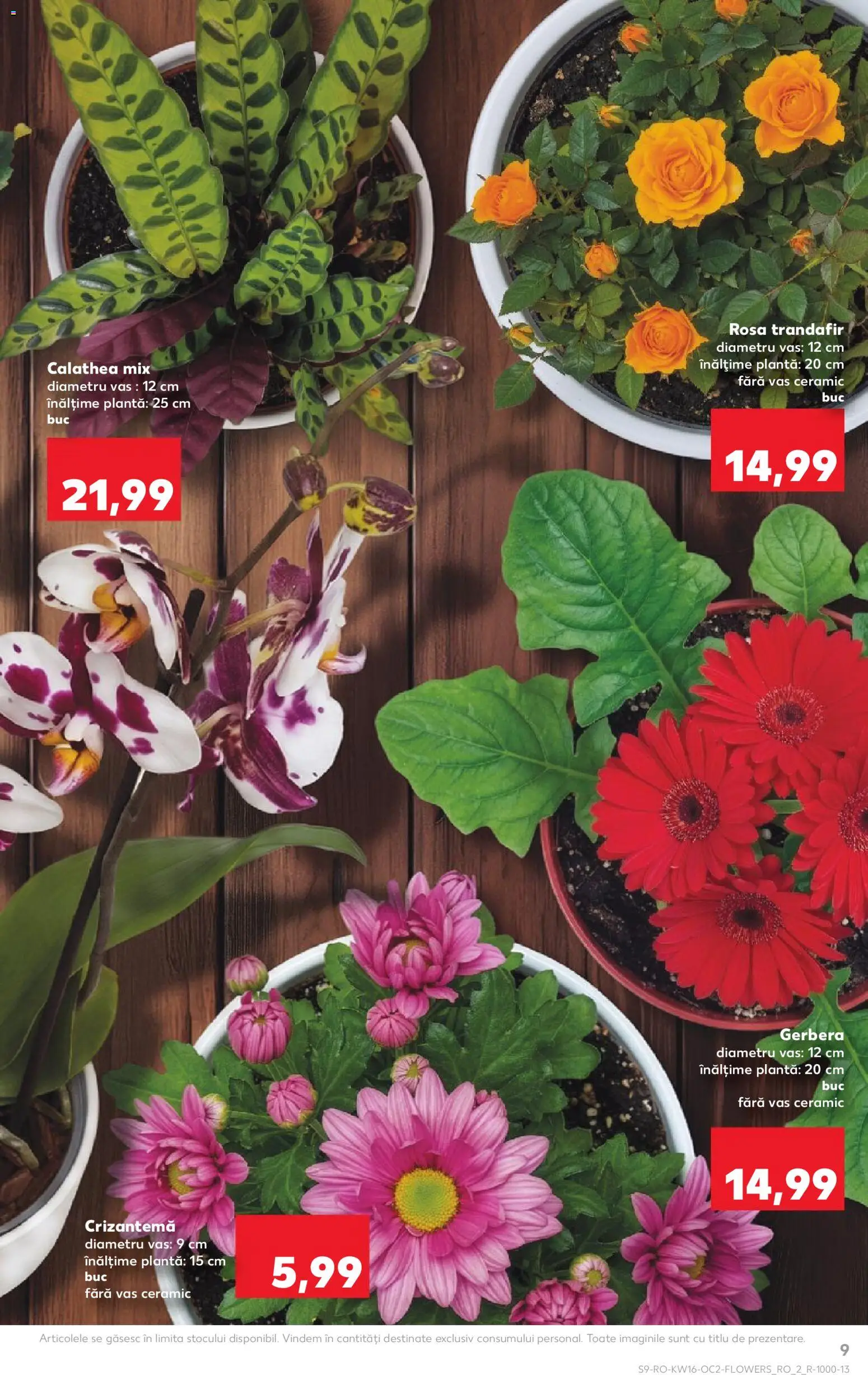 Noul catalog Kaufland – valabil de la 15.04.2026 | Pagină: 9 | Produse: Trandafir