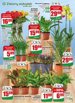 Pogląd oferty "Dino gazetka" - ważna od 29.04.2026 | Strona: 65 | Produkty: Paproć, Doniczka, Storczyk
