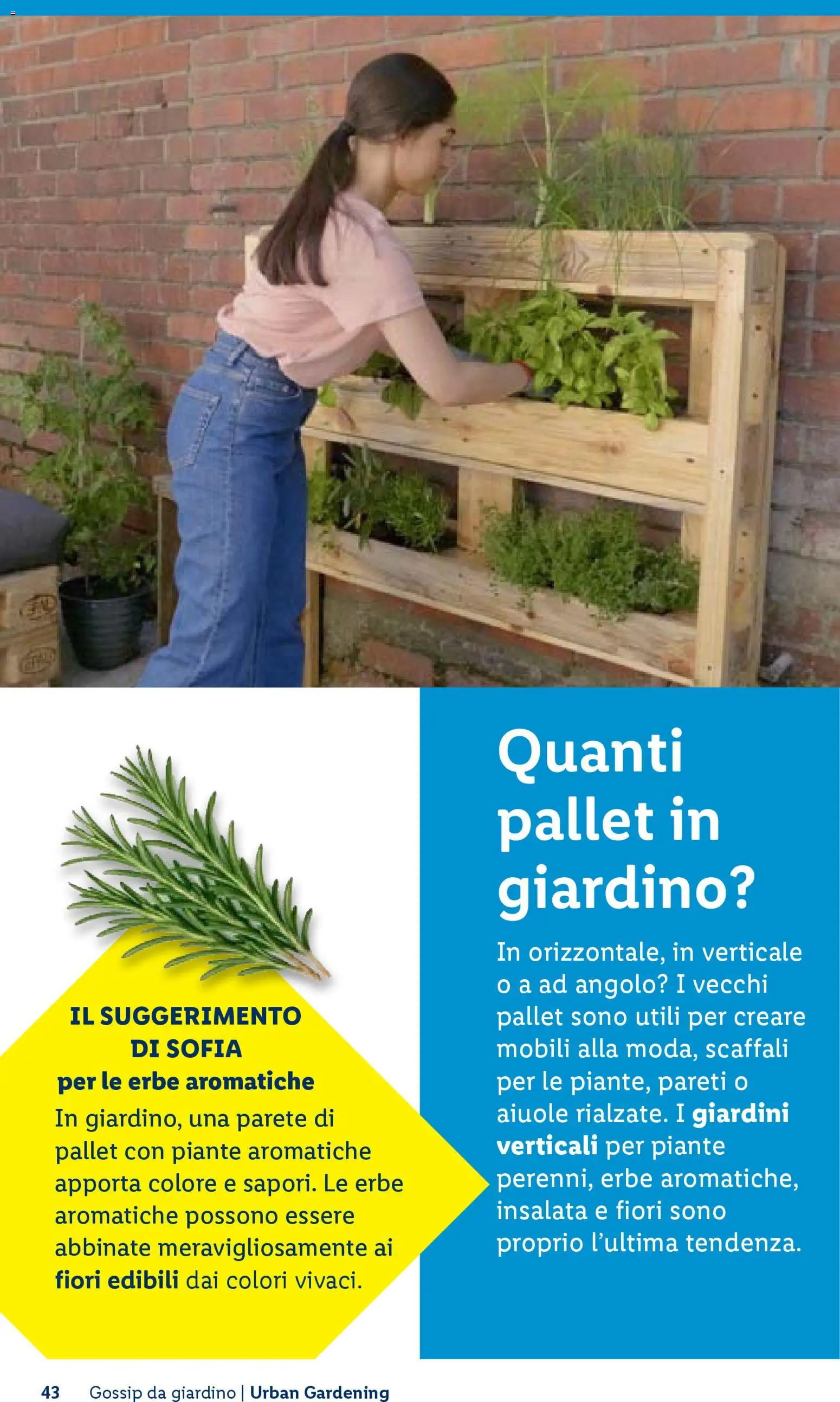 Volantino Lidl del 23.04.2026 | Pagina: 43 | Prodotti: Insalata