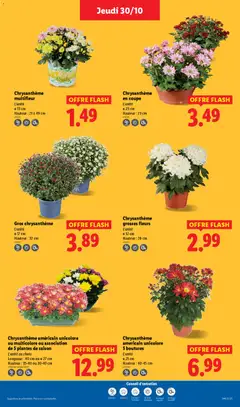 LIDL - Prévisualisation de Chrysanthème grosses fleurs, L'unité, Ø 12 cm, Hauteur: 28 cm valide à partir de 30.10.2025 | Page: 33
