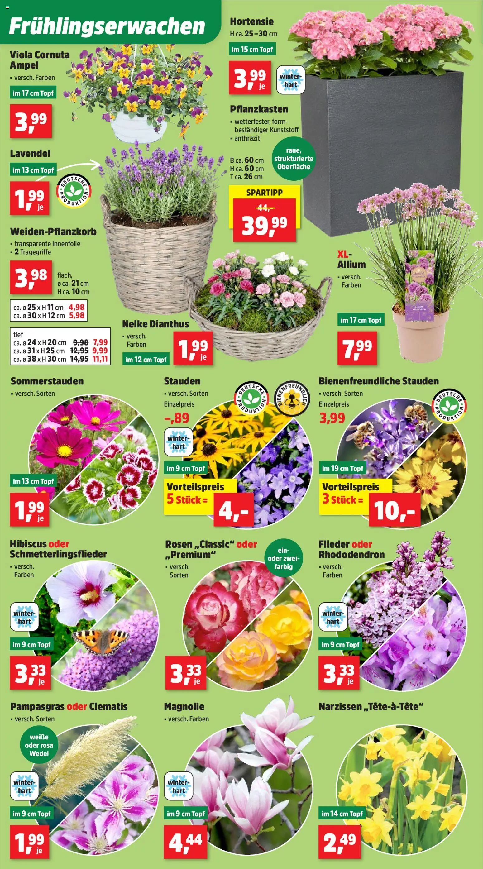 Thomas Philipps Prospekt – gültig ab 23.03.2026 | Seite: 4 | Produkte: Hortensie, Lavendel