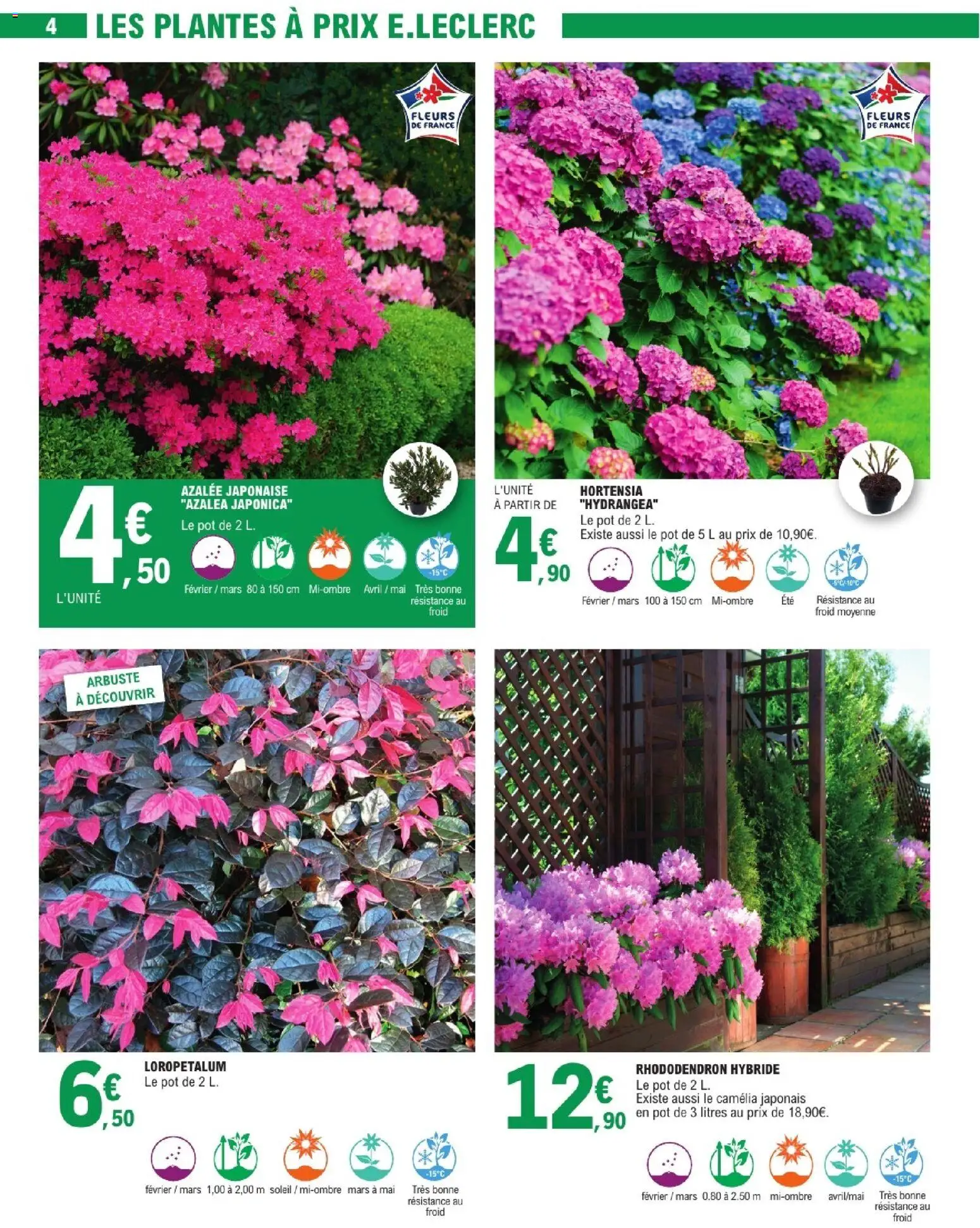 {H1} | Page: 4 | Produits: Hortensia, Camelia, Rhododendron, Plantes