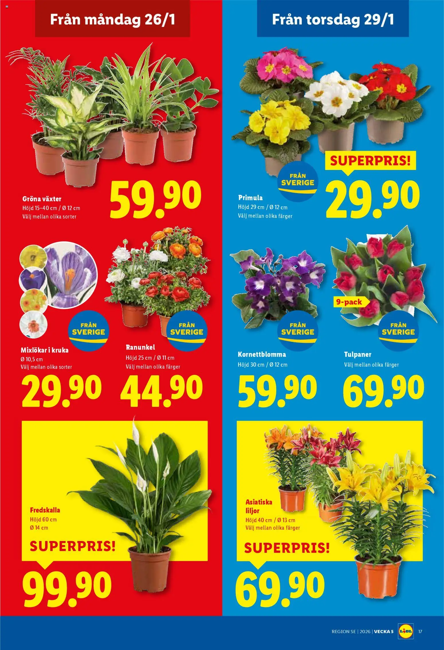 Lidl reklamblad aktuell från 26.01.2026 | Sida: 20 | Produkter: Kruka
