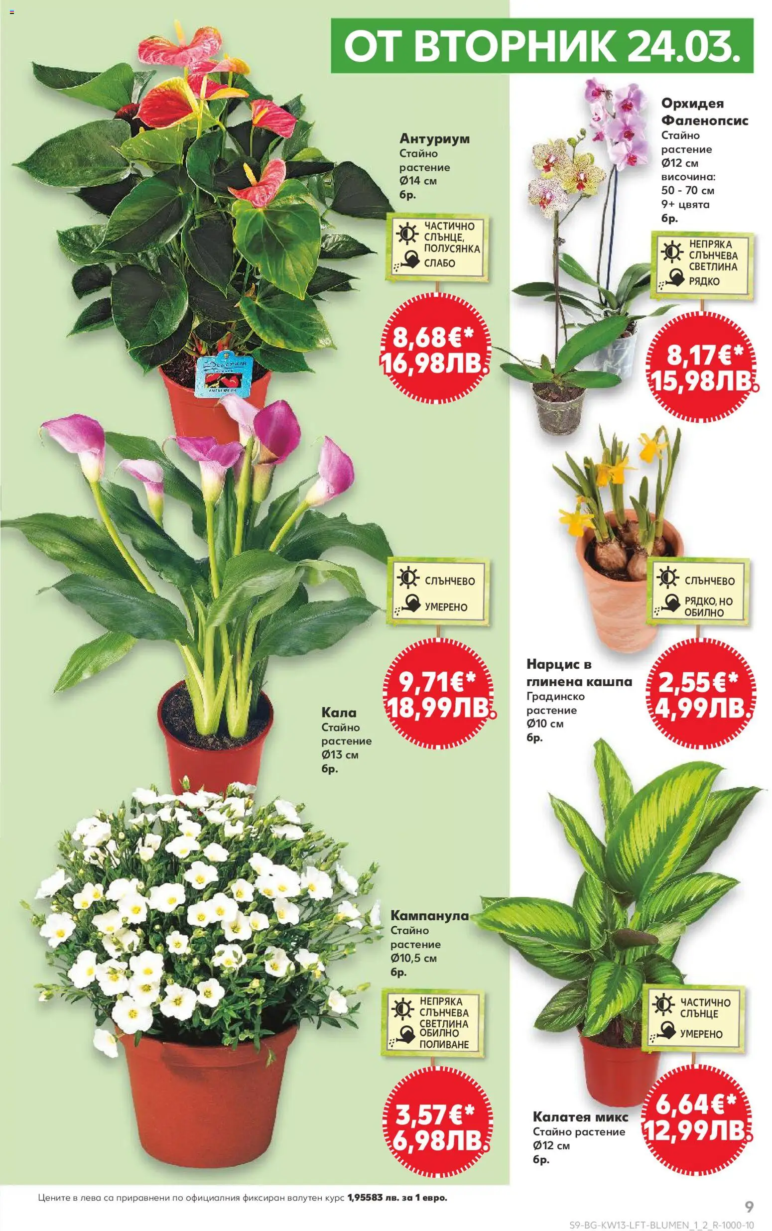 {H1} | Страница: 9 | Продукти: Кашпа, Орхидея