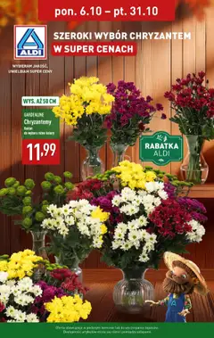 Pogląd oferty "Aldi Gazetka - Chryzantemy" - ważna od 06.10.2025