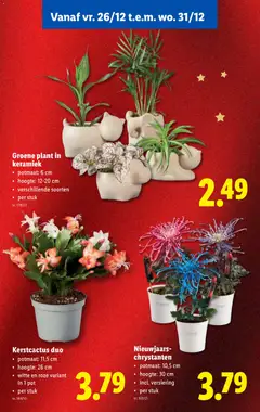 Groene plant in keramiek, Groene plant in keramiek, potmaat: 6 cm, hoogte: 12-20 cm, verschillende soorten, per stuk - Voorbeeld van een folder van Lidl, geldig van 22.12.2025 | Pagina: 68