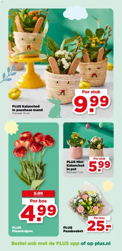PLUS Kalanchoë in paashaas mand, Kalanchoë in paashaas mand, potmaat 14 cm - Voorbeeld van een folder van Plus, geldig van 01.04.2026 | Pagina: 45 | Producten: Pot, Mand