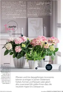 Dehner Prospekt 	 ab 04.03.2026 gültig | Seite: 79 | Produkte: Hortensie, Tisch, Creme