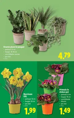 Primula in zinken pot, Primula in zinc pot, pot size: 9 cm, height: 16 cm, different colors, per piece - Voorbeeld van een folder van Lidl, geldig van 02.01.2026 | Pagina: 24 | Producten: Pot