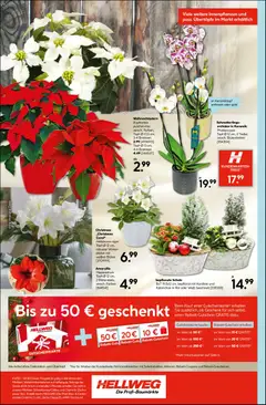 Hellweg Prospekt ab 08.12.2025 gültig | Seite: 8 | Produkte: Orchidee, Vase