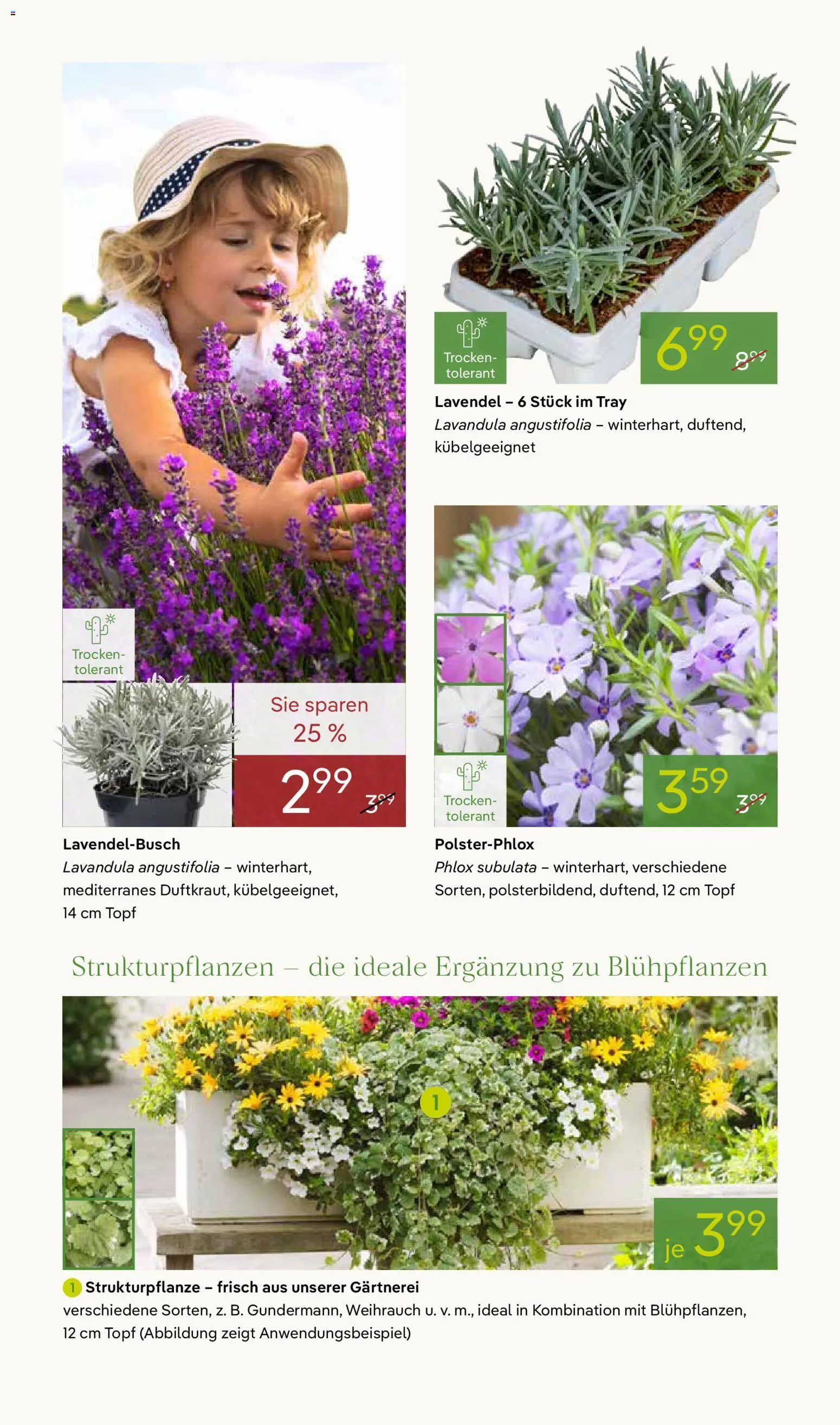 Pflanzen-Kölle Prospekt 	 – gültig ab 07.04.2026 | Seite: 4 | Produkte: Lavendel