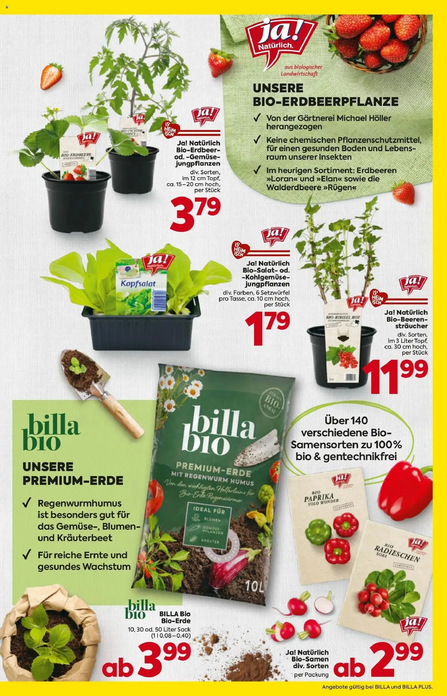 Billa - BILLA: Blumen gültig ab 08.04.2026 | Seite: 3 | Produkte: Erdbeeren, Gemüse