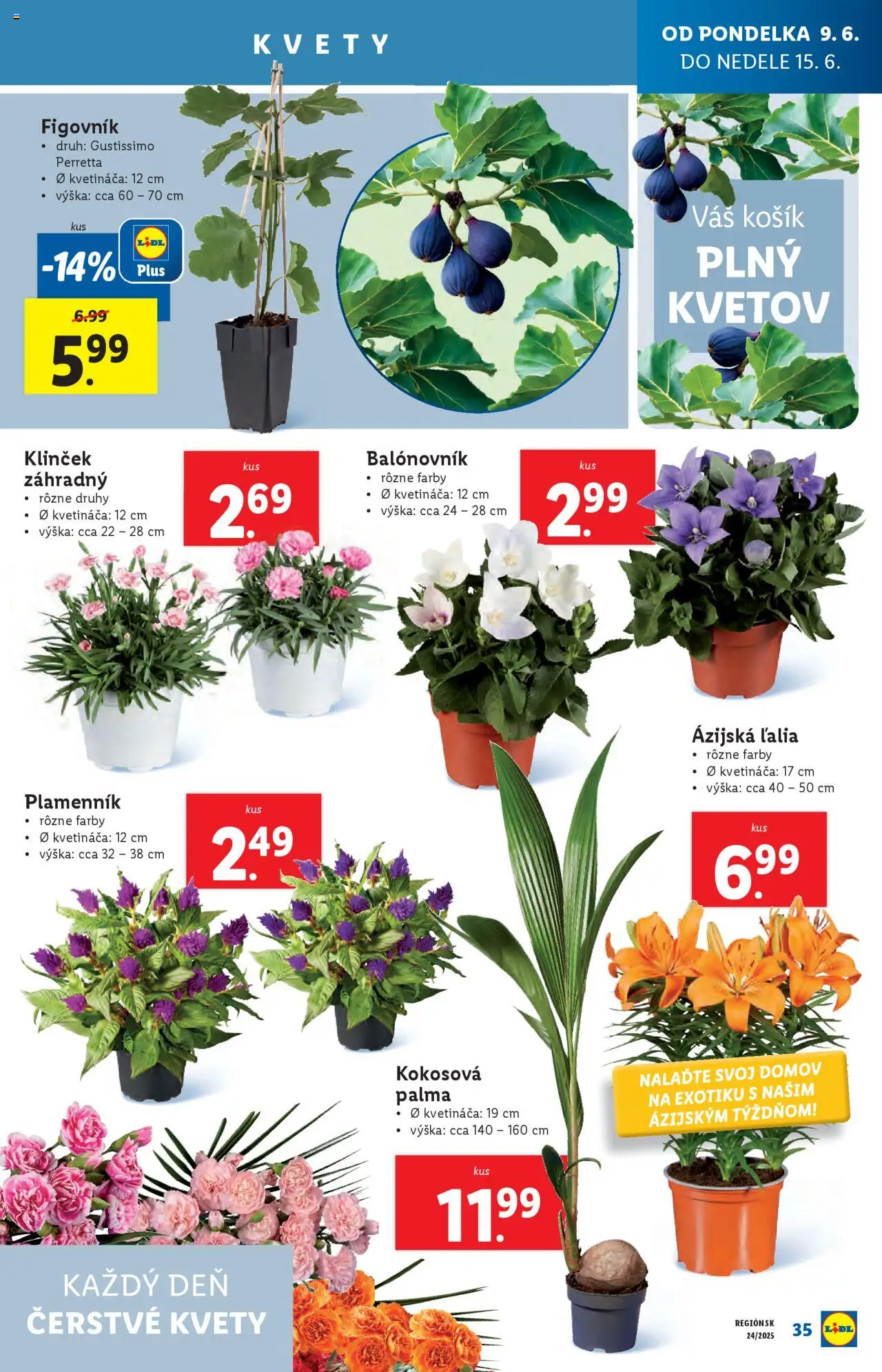 Lidl leták │ platný od 09.06.2025 | Strana: 39 | Produkty: Kvety