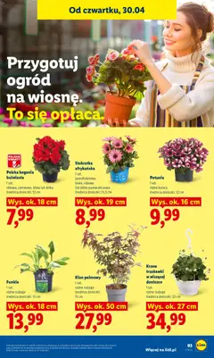 Pogląd oferty "Lidl gazetka" - ważna od 29.04.2026 | Strona: 97 | Produkty: Stokrotka, Klon palmowy, Doniczki, Kwiaty