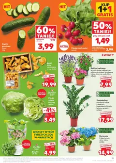 Kaufland gazetka od 12.06.2025 | Strona: 21 | Produkty: Bazylia, Ogórki, Kwiaty, Ogórki gruntowe