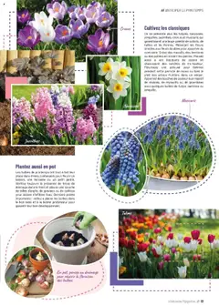 VillaVerde - Prévisualisation de VillaVerde catalogue valide à partir de 19.09.2025 | Page: 17 | Produits: Tulipes, Magazine
