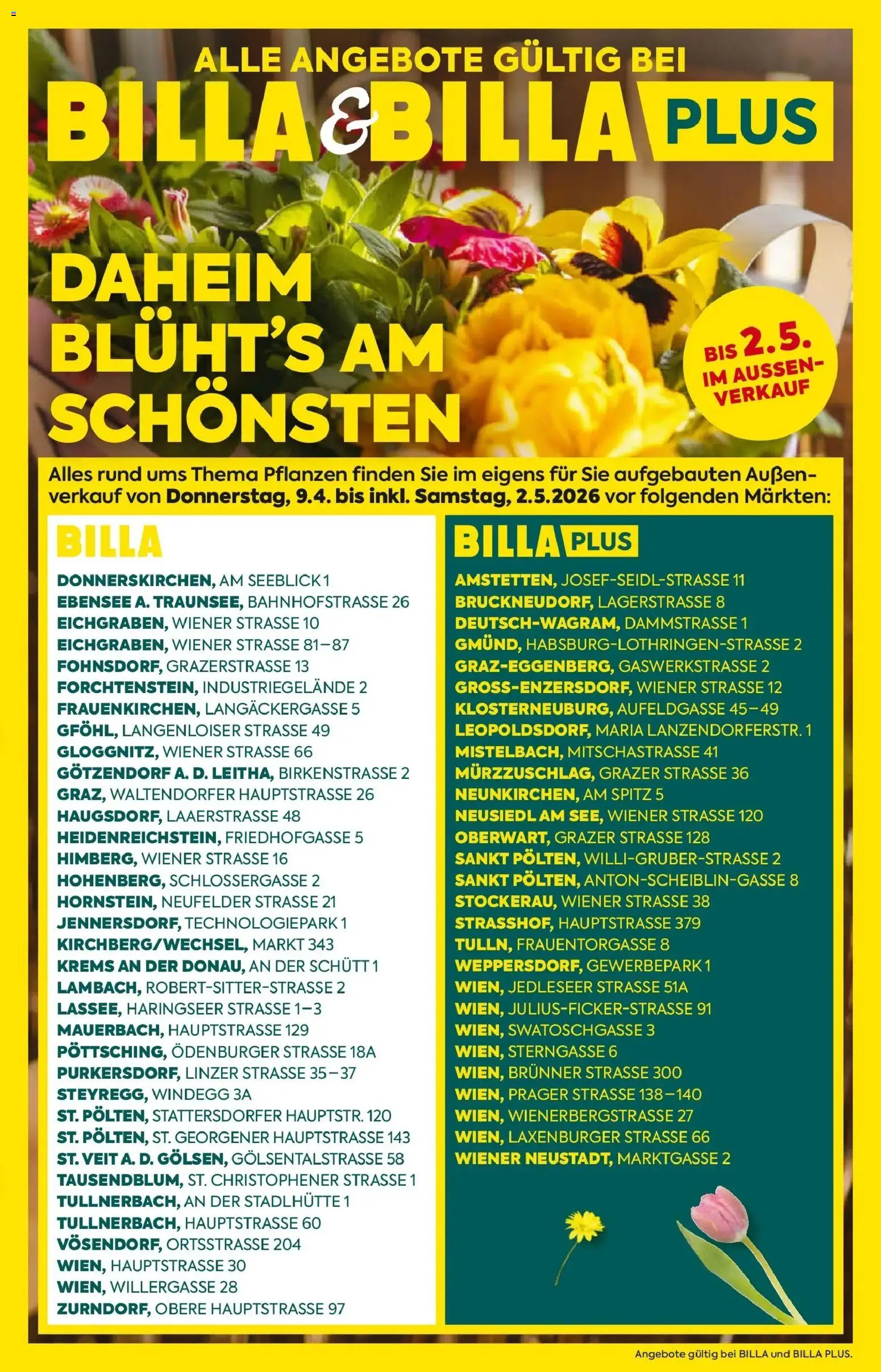 Billa Blumen gültig ab 09.04.2026 | Seite: 1