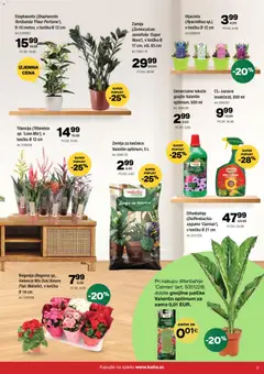 Kalia katalog akcije – veljaven od 12.01.2026 | Stran: 9 | Izdelki: Žemlja, Lončnice