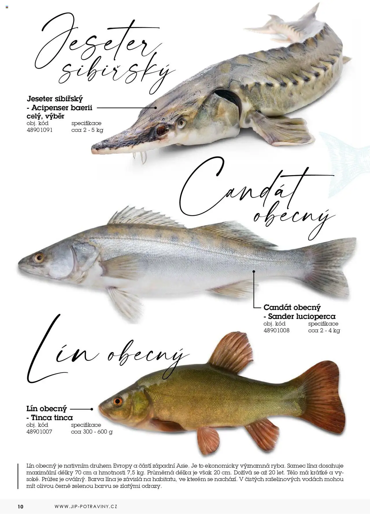 Jip katalog ryby 2024/25 od 30.12.2024 | Strana: 10 | Produkty: Candát, Lina