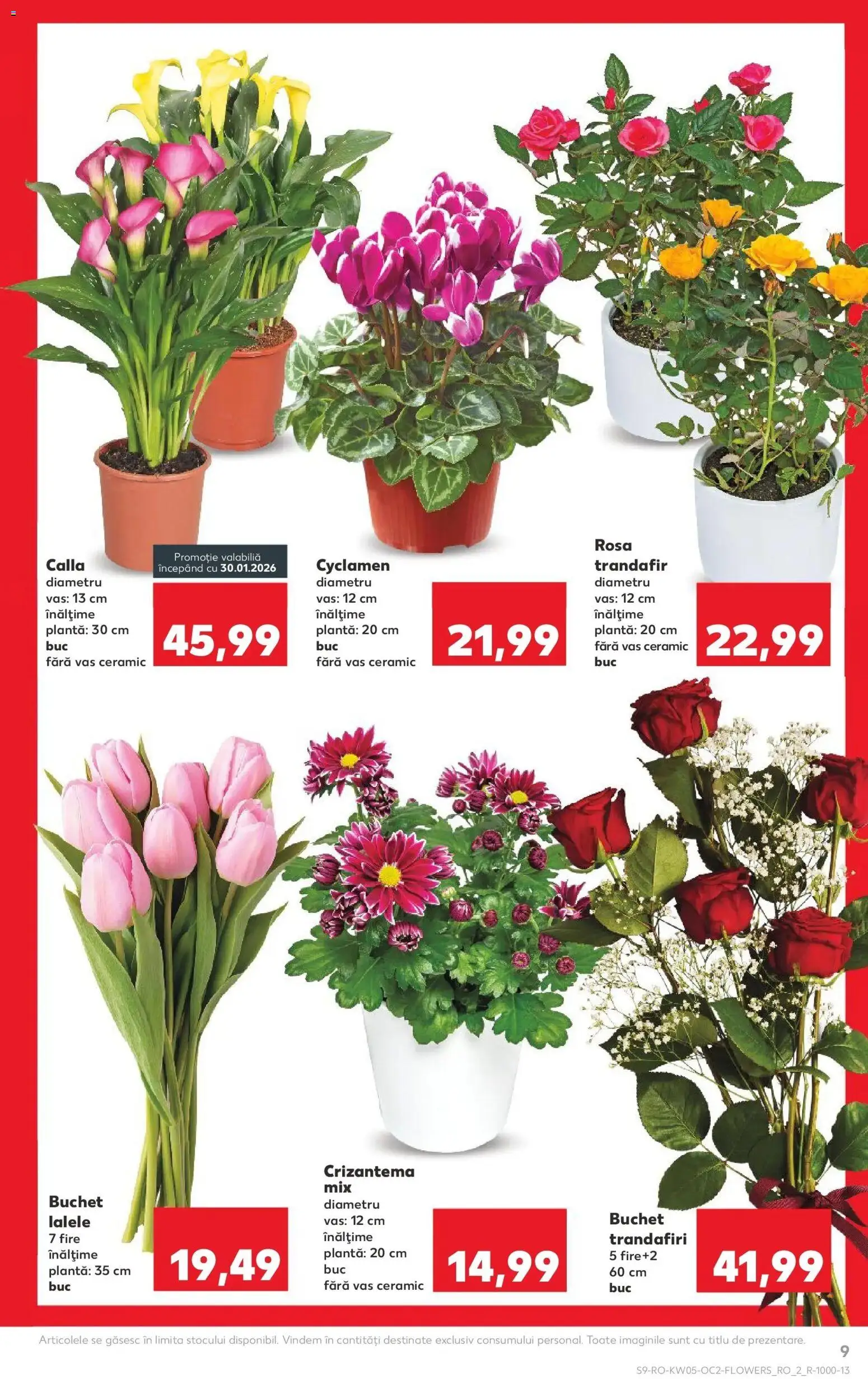 Noul catalog Kaufland – valabil de la 28.01.2026 | Pagină: 9 | Produse: Trandafir