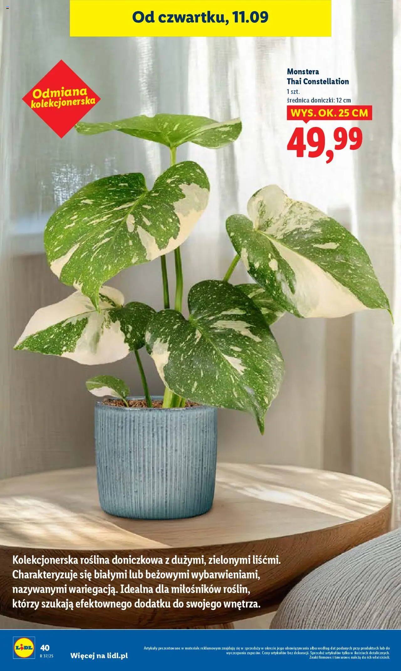 Lidl Gazetka od 11.09.2025 | Strona: 46 | Produkty: Doniczki