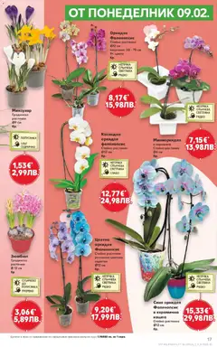 Преглед на Кауфланд брошура - МЕГА оферти - Офертите са валидни от 09.02.2026 | Страница: 17 | Продукти: Кашпа, Орхидея