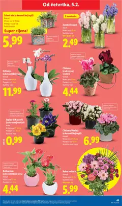 Orhideja (u keramičkoj tegli), Komad, visina cca 40 cm, promjer cca 9 cm, različite boje - Pregled kataloga iz trgovine Lidl, vrijedi od 02.02.2026 | Stranica: 45