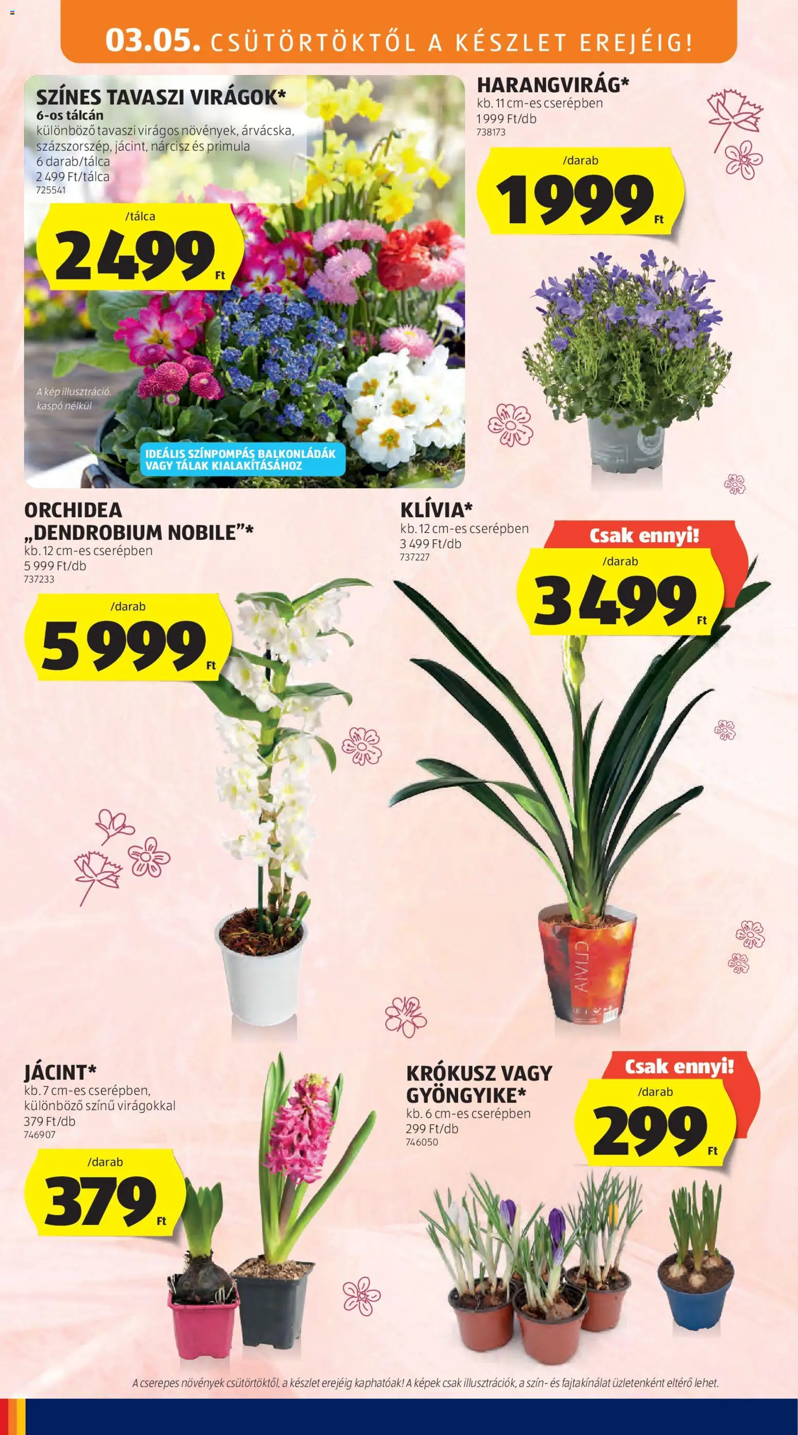 Aldi akciós ujság - amely érvényes a következő dátumtól: 05.03.2026 | Oldal: 12 | Termékek: Orchidea, Kaspó