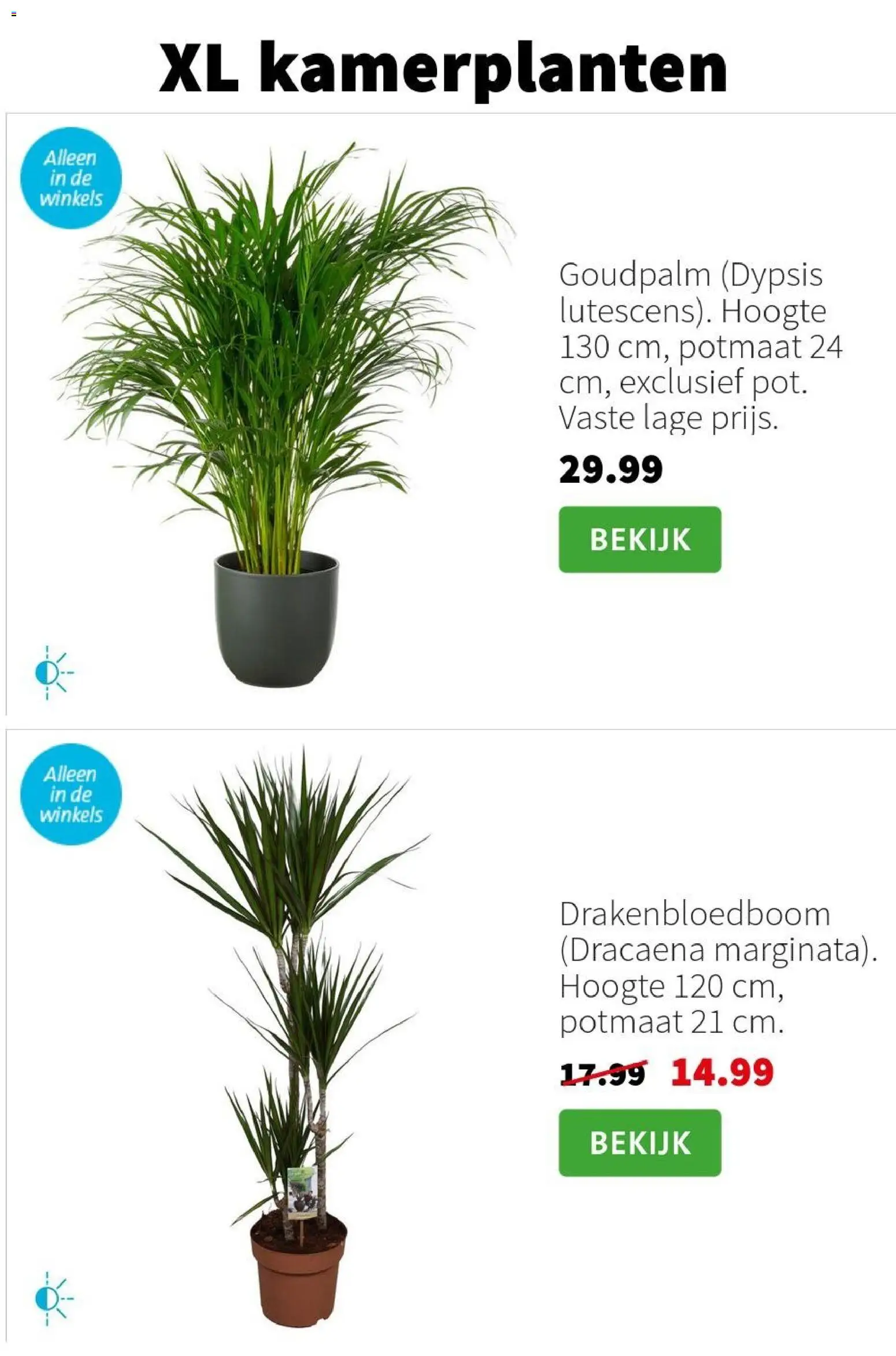 {H1} | Pagina: 3 | Producten: Kamerplanten