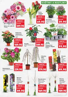 Náhled letáku Kytice mix velká 1A, 1 svazek od 11.03.2026 | Strana: 11 | Produkty: Květináče, Rostliny, Tulipány, Barvy
