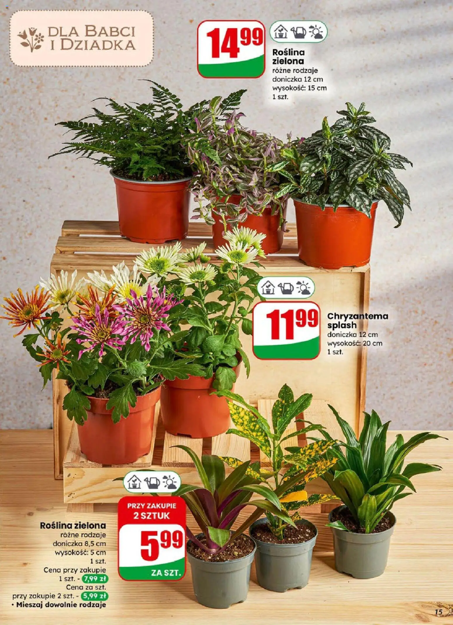 Dino Gazetka od 21.01.2026 | Strona: 15 | Produkty: Doniczka