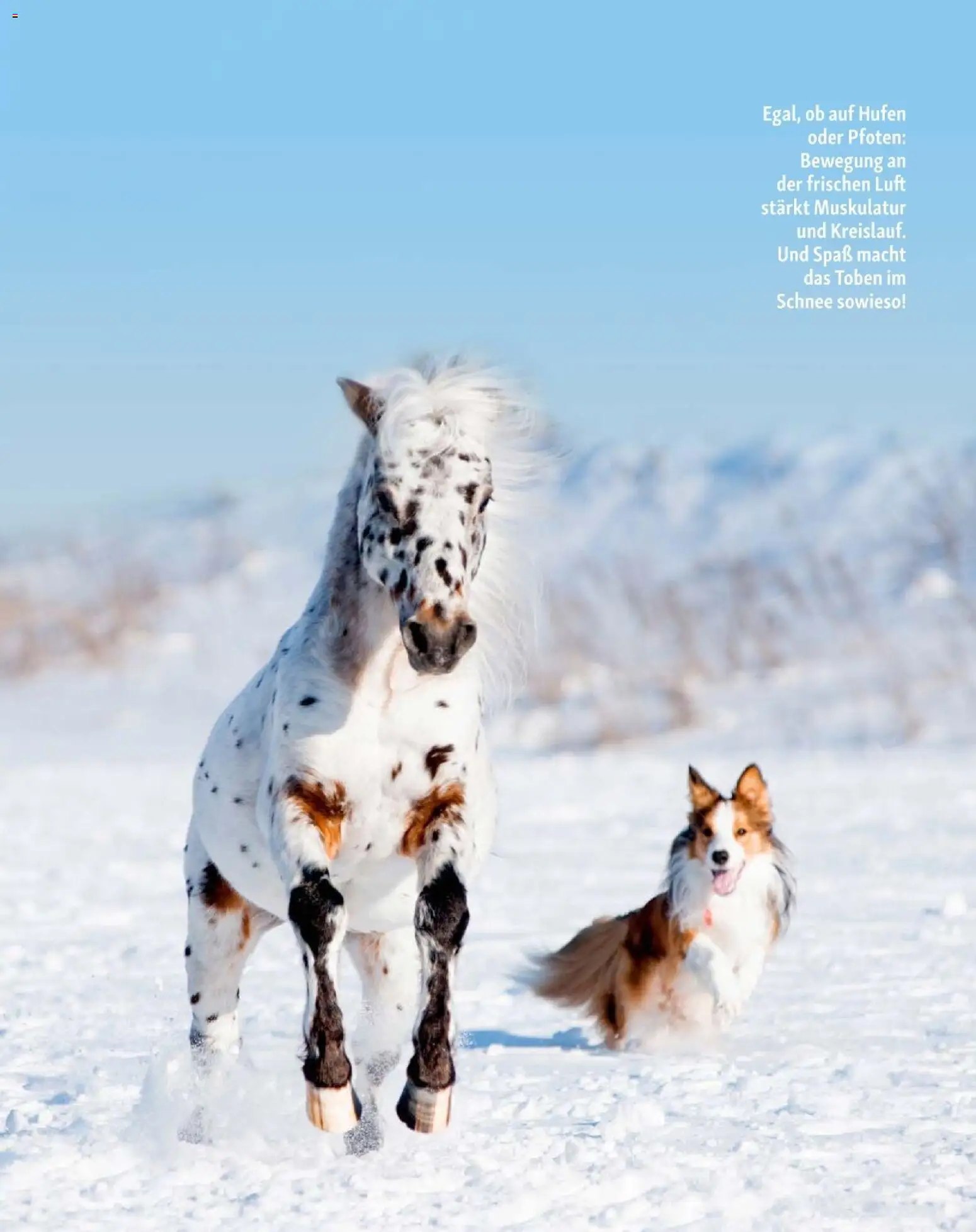 Fressnapf Friends 01/26 gültig ab 01.01.2026 | Seite: 12