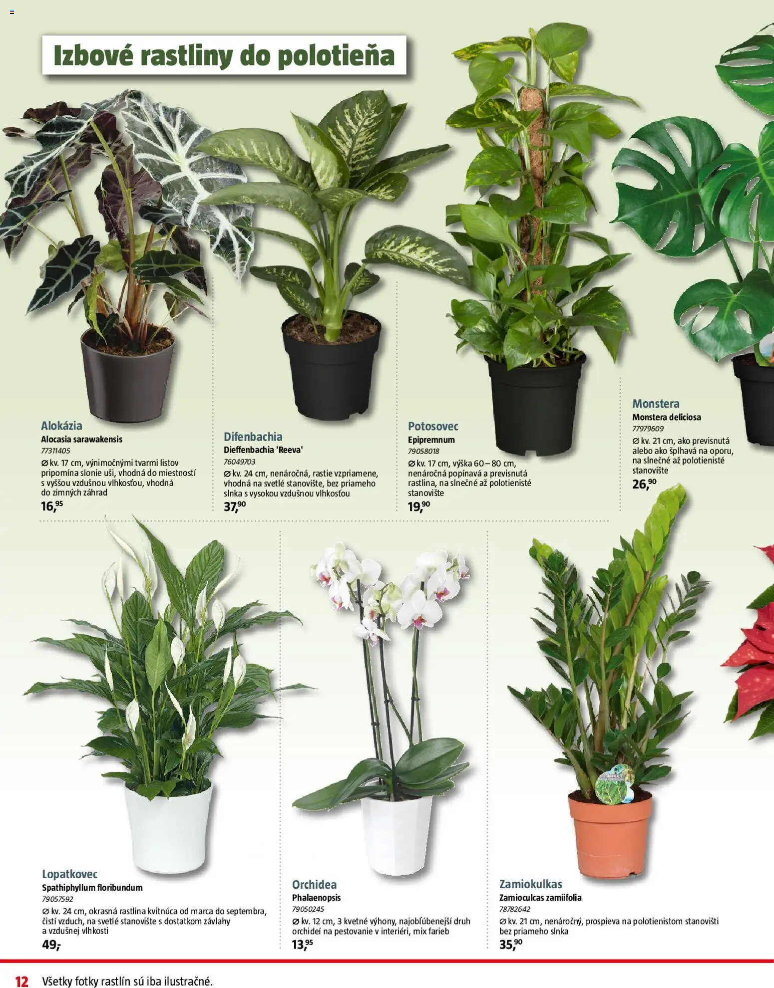 Nové Bauhaus akcie – leták je platný od 08.12.2025 | Strana: 12 | Produkty: Orchidea