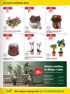 Merkur katalog akcije – veljaven od 04.03.2026 | Stran: 5 | Izdelki: Limona